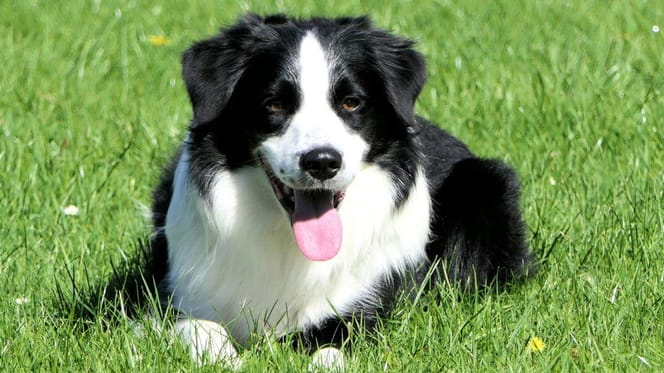 Are Border Collies good with kids: Border Collie sitting on grass
