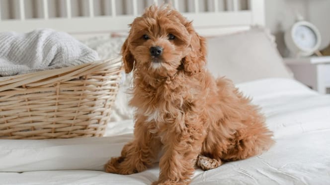 Are Cockapoos easy to train: Cockapoo on bed