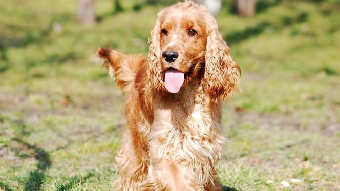 Are Cocker Spaniels easy to train?: Cocker Spaniel