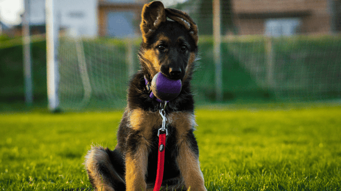 Are german shepherds easy to train?: German Shepherd puppy with ball in its mouth