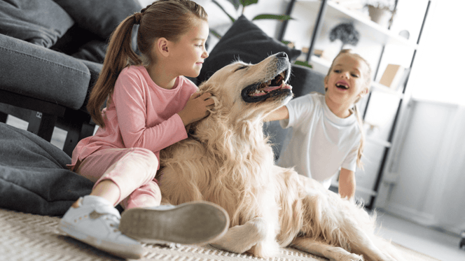 Are golden retrievers good with kids?: Golden Retriever with children in a living room