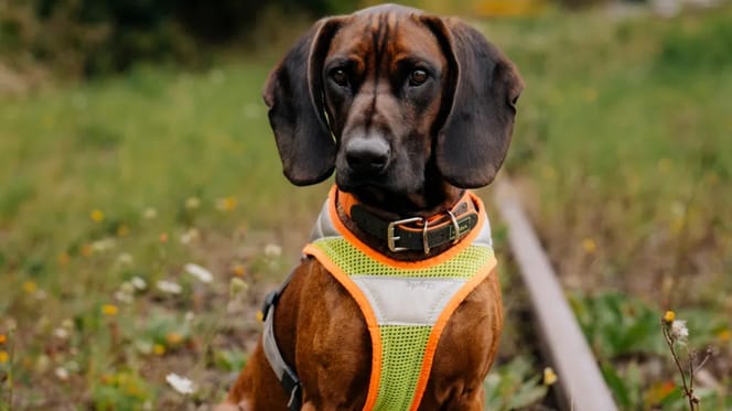 Artenschutzspürhund Clyde