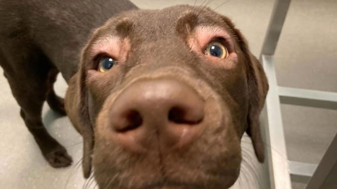 Asia la chienne