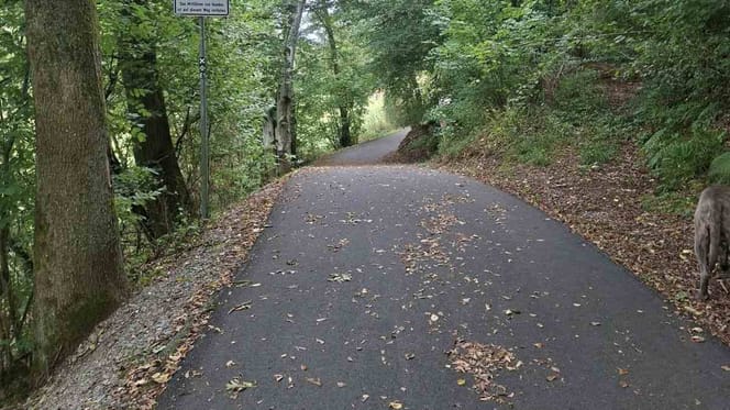 Asphaltweg im Wald