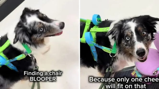 Assistenzhund soll einen Stuhl finden