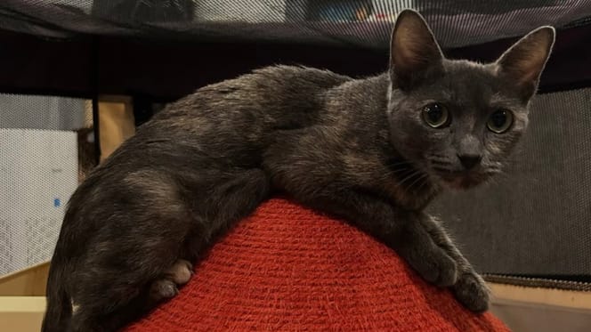 Athena la chatte