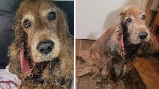 Atlas - un spaniel abandonado