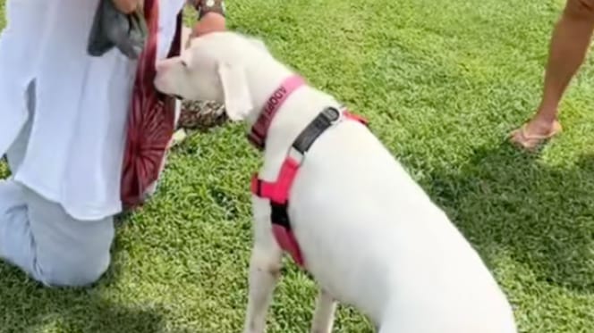 Aulani la chienne