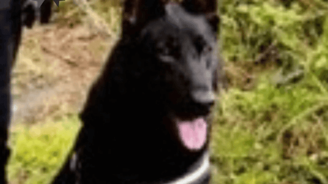 auro cane antidroga