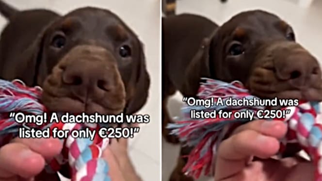 Aus Dackel wird Dobermann