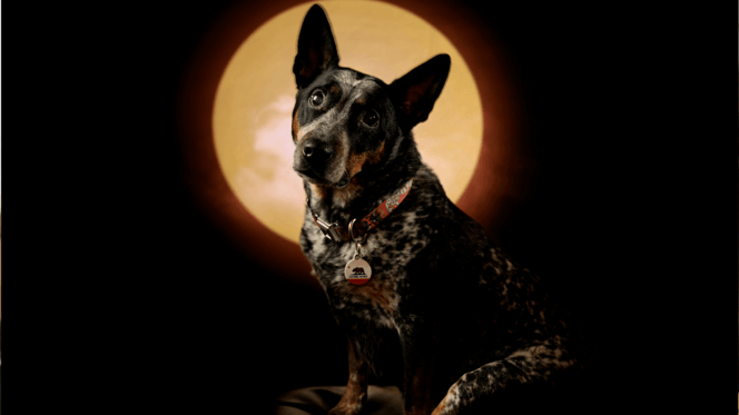 Australian Cattle Dog sitting in front of solar eclipse