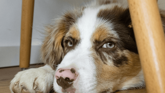 Australian Shepherd hiding under a chair