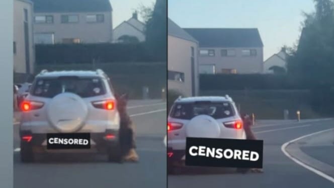 Samochód ciągnie martwego psa