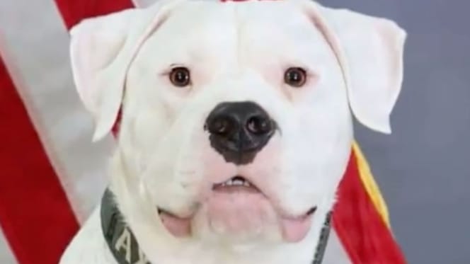 Hund Axel