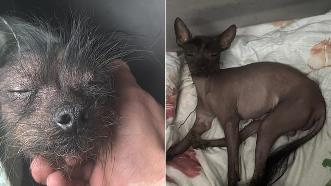 Baasje in Schiedam op zoek naar Peruaanse naakthond die mogelijk gestolen is