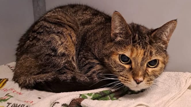 Baasjes na 11 jaar weer herenigd met poes Gina