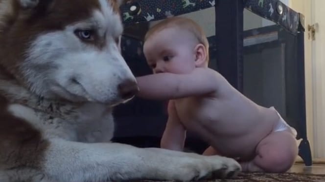 Bimbo con un Husky