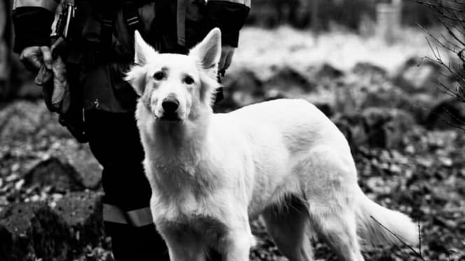 Bagira, pies z OSP Goszcza