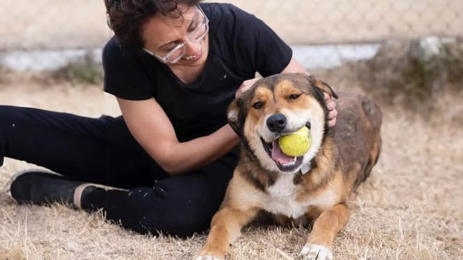 Bailey, de hond die werd geadopteerd maar terugkwam naar het asiel