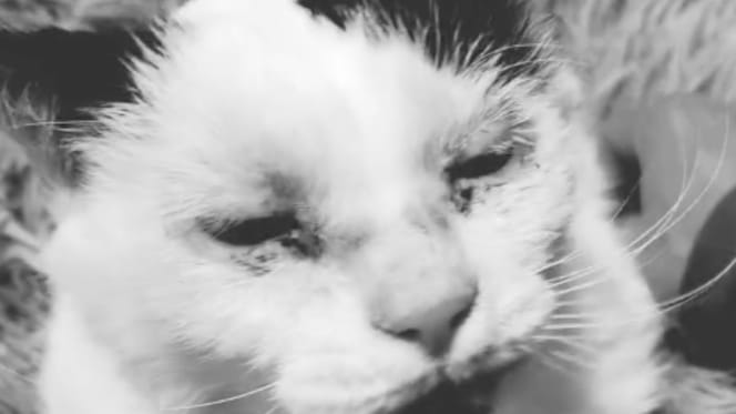 Baly the cat