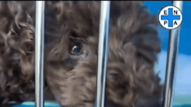 barboncino in gabbia