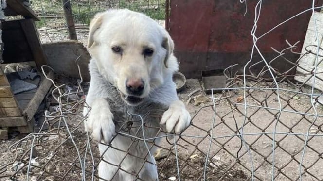 Baron, pies który wygląda prawie jak labrador