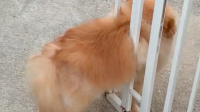 Cancelletto di sicurezza cane