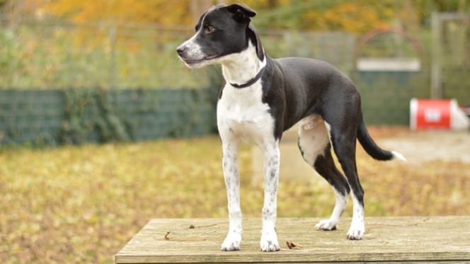 Bas is op zoek naar een nieuw thuis. Adopteer jij hem?