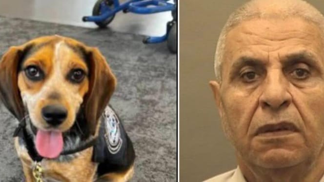 Beagle and mugshot of elderly man