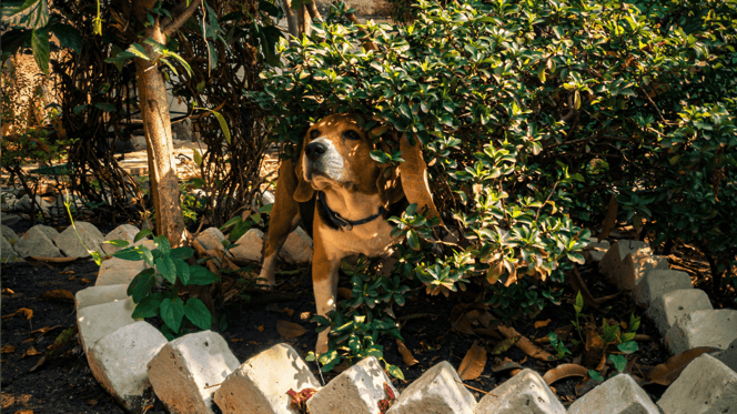 Beagle hiding in bushes in garden