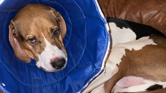 Beagle mit Halskrause