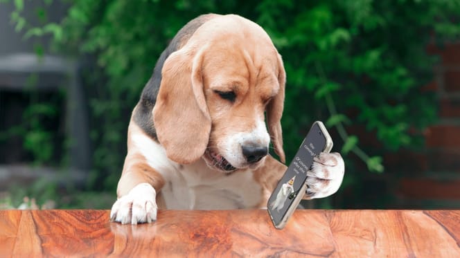 Beagle mit Smartphone