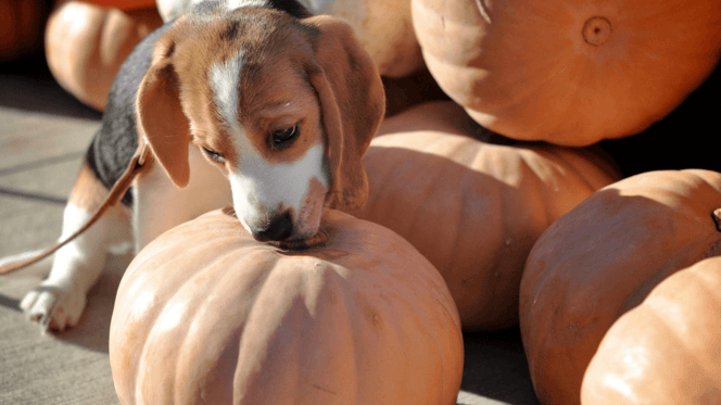 Beagle puppy sniffing a pumpkin