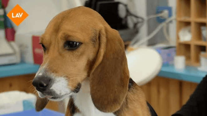 Beagle salvato