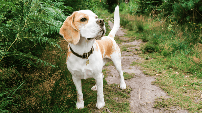 Beagle standing on grass