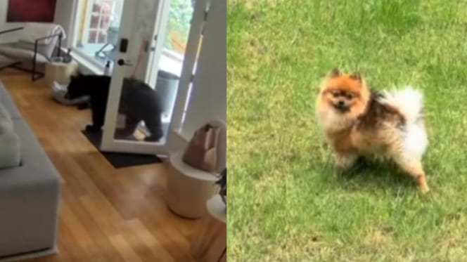 Bear entering house and pomeranian