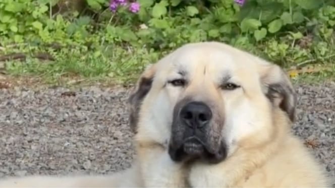 Bear the dog