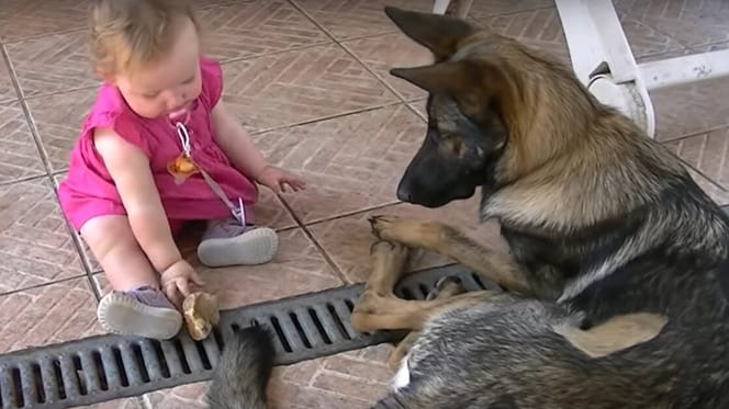 bimba che gioca con pastore tedesco