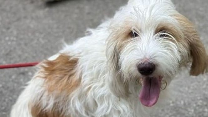 Beki, chienne type Griffon à adopter