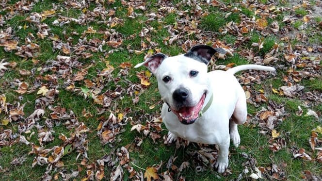 Bella is op zoek naar een nieuw thuis. Adopteer jij haar?