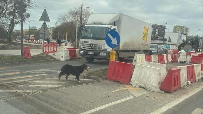 Bella – eine vermisste Hündin auf der Straße