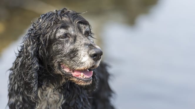 beneficios-de-adoptar-un-perro-mayor