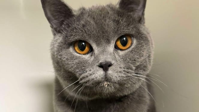 Benito chat