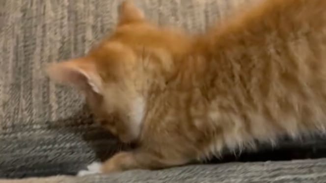 Berger Allemand et chaton