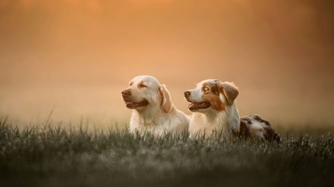 Berger australien et Golden Retriever