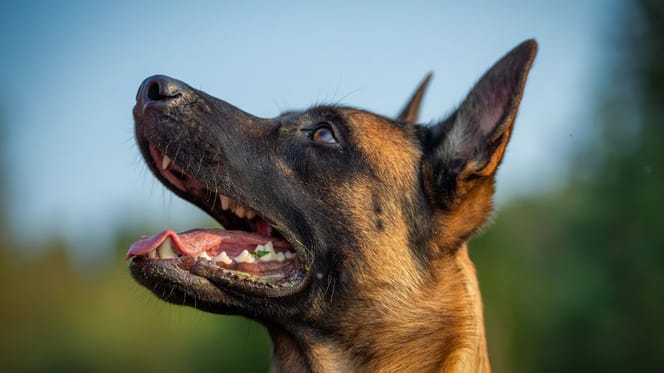 Belgischer Schäferhund Malinois
