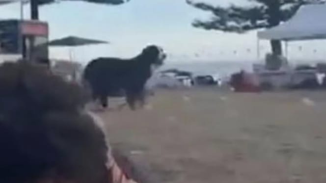 Berner Sennenhond blijft bij baasje tijdens aanval Bondi Beach