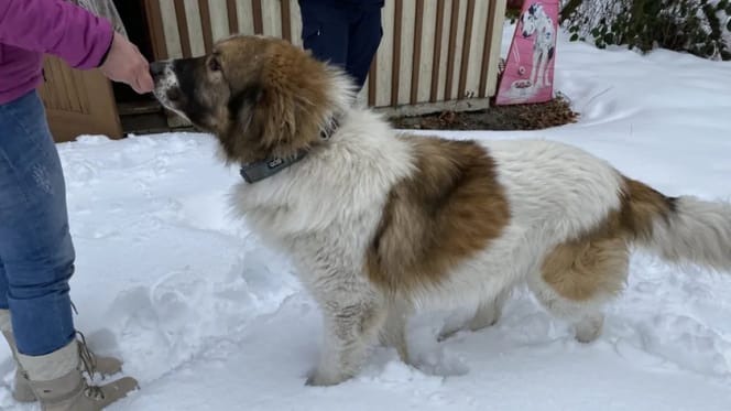 Bernhardiner im Harz gefunden