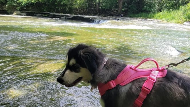 Bess la chienne