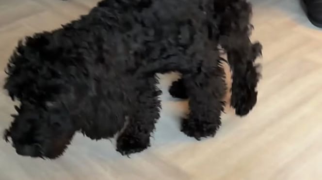 De hond Betsy